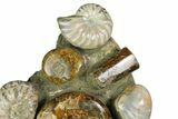 Tall, Composite Ammonite Fossil Display - Madagascar #175810-2